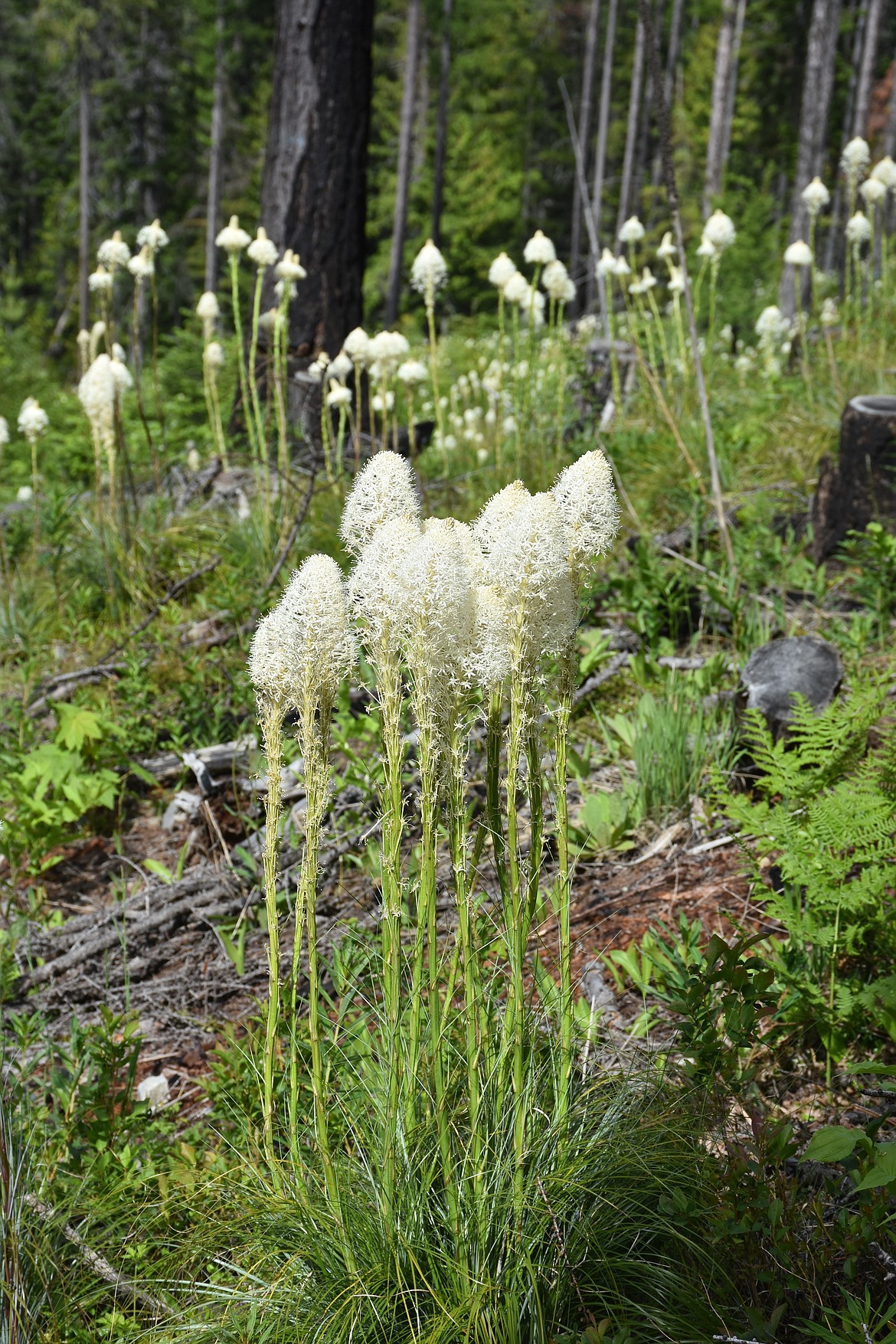 Photo by DON BARTLING
The slightly fragrant white flowers emerge from a tall stock that bolts from the base. When the flowers are in bloom they are tightly packed at the top of the stalk like an upright club.