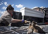 Montana officials ask residents to help contain wasting disease