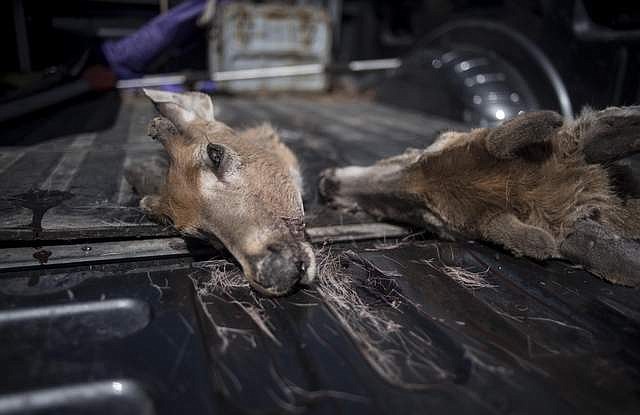 A white-tailed deer head collected by Montana Fish Wildlife &amp; Parks to be tested for CWD.