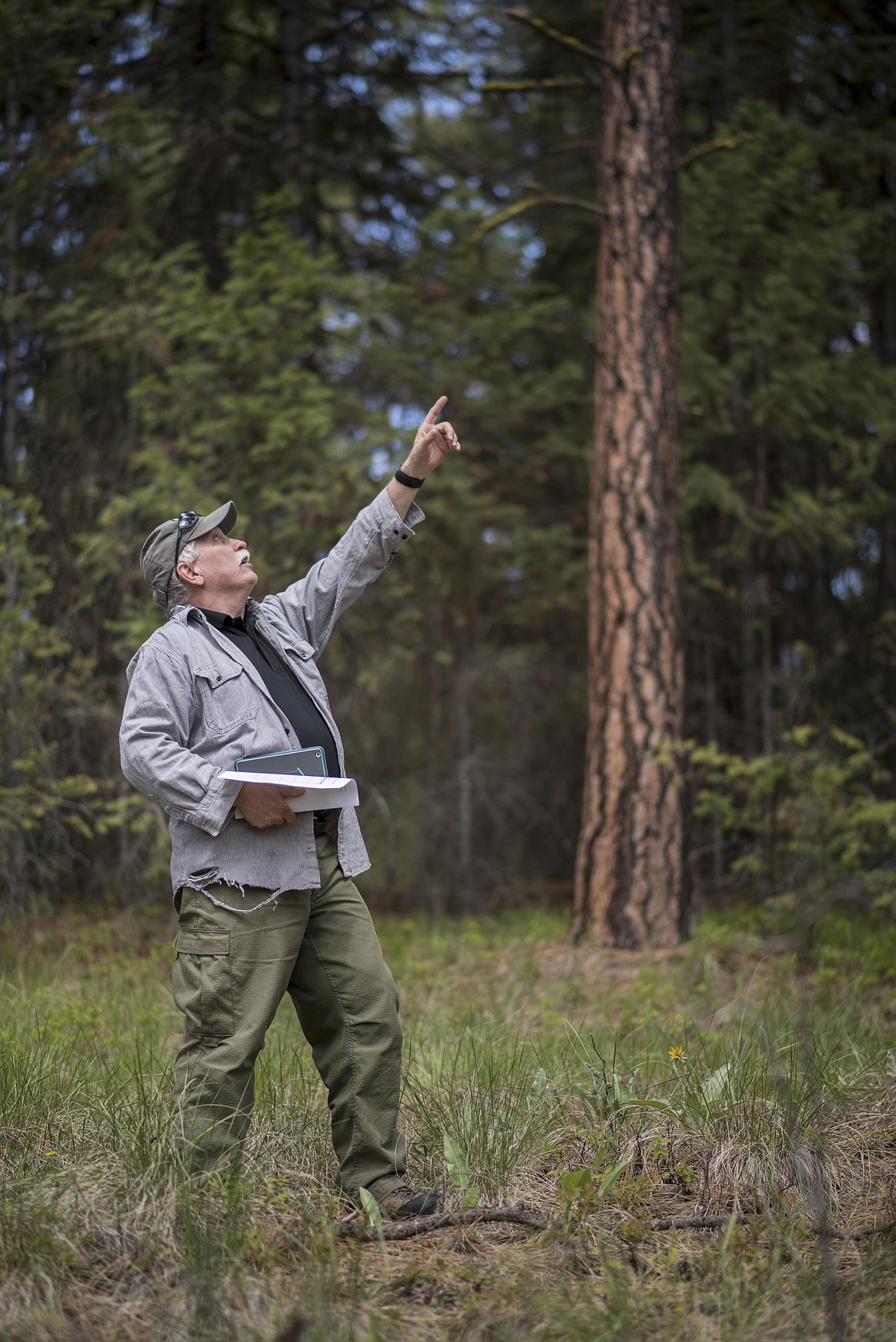 Tim Bumgarner, Libby district fuels specialist, talks about how when smaller trees closer to the ground catch fire they can ignite larger trees during forest fires, May 8 during a a field trip to the proposed Ripley Project area in Lincoln County. (Luke Hollister/The Western News)
