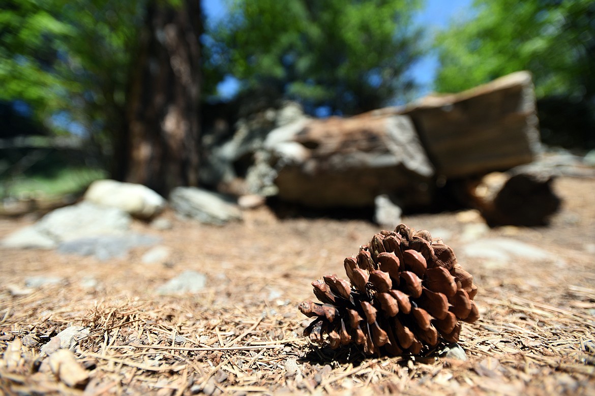 A cone from a nearby ponderosa pine lies along the White Memorial Loop at Lone Pine State Park.