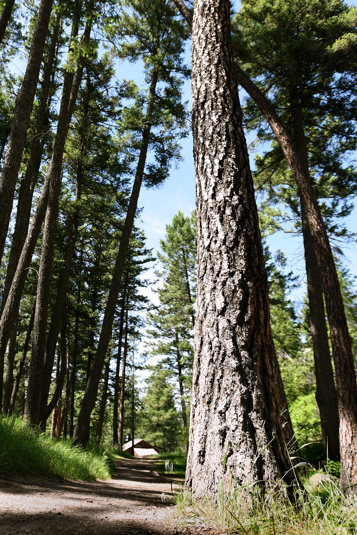 A ponderosa pine stands along the White Memorial Loop in Lone Pine State Park. (Casey Kreider photos/Daily Inter Lake)
