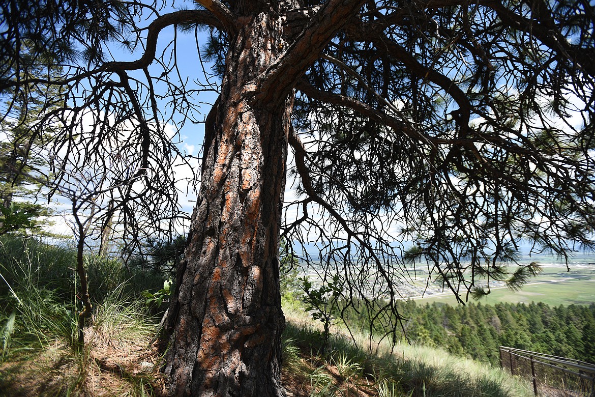 A ponderosa pine at Lone Pine State Park.