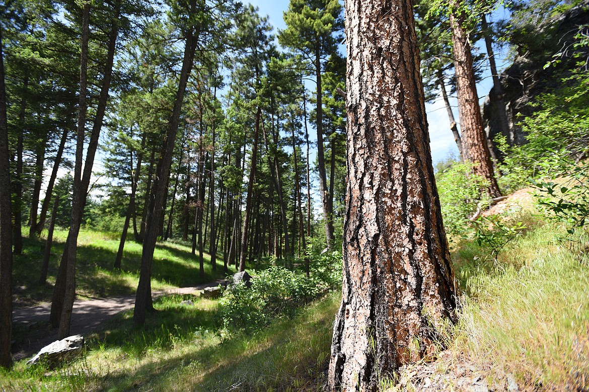 Ponderosa pines stand along the White Memorial Loop in Lone Pine State Park in this June 18, 2019, file photo. (Casey Kreider/Daily Inter Lake)