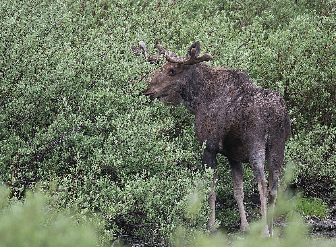 A bull moose feeds in the willows.