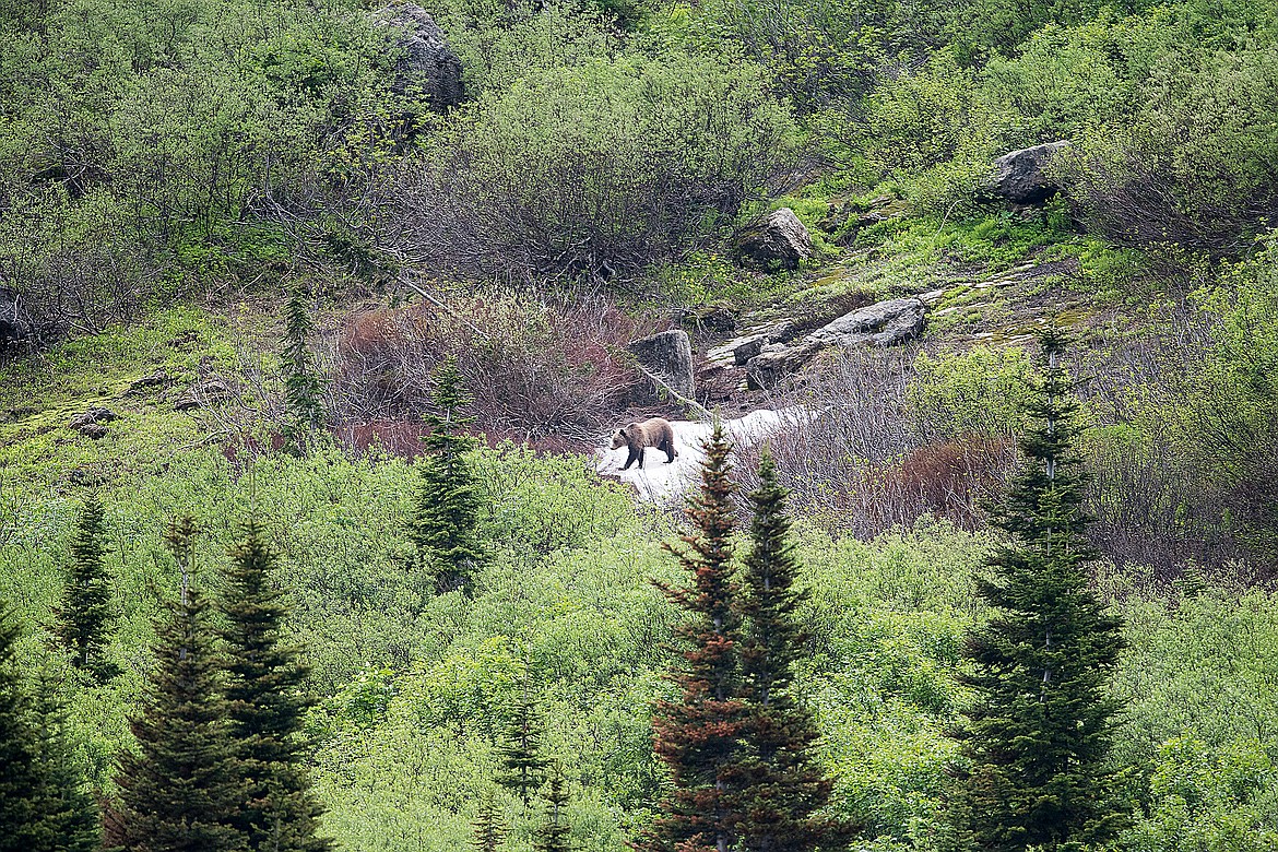 A grizzly bear walks across a snowfield in the backcountry of Glacier National Park. Photo was taken with a 400 mm lens.