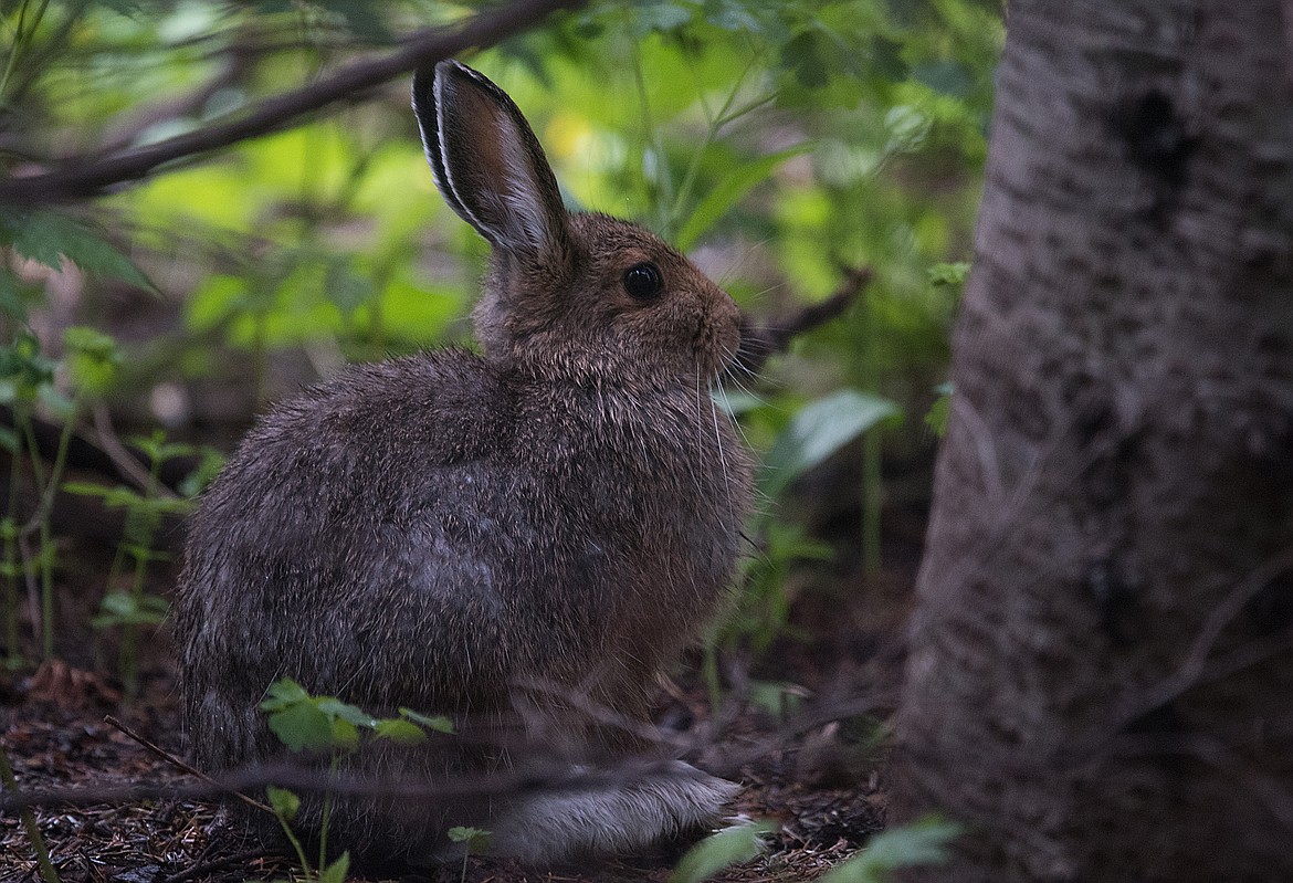 A snowshoe hare in camp.