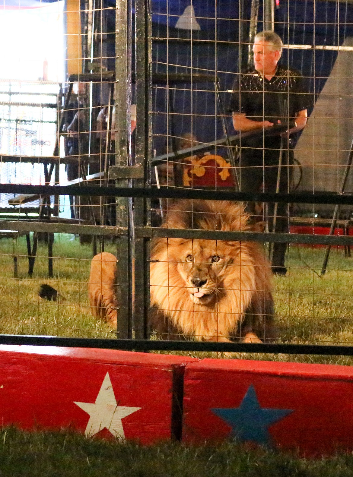 Photo by MANDI BATEMAN
francis the lion surveys the audience.