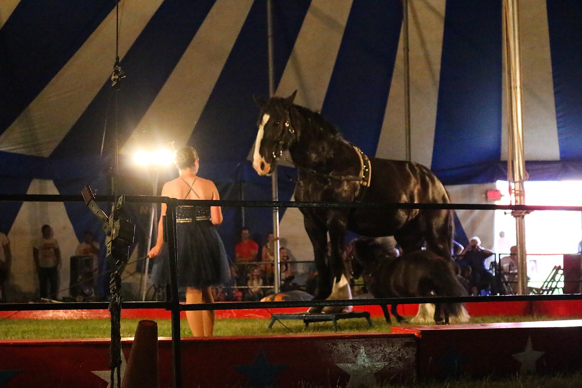 Photo by MANDI BATEMAN
Jasmine the miniature horse canters under the massize wyatt, a Friesian/Shire cross.