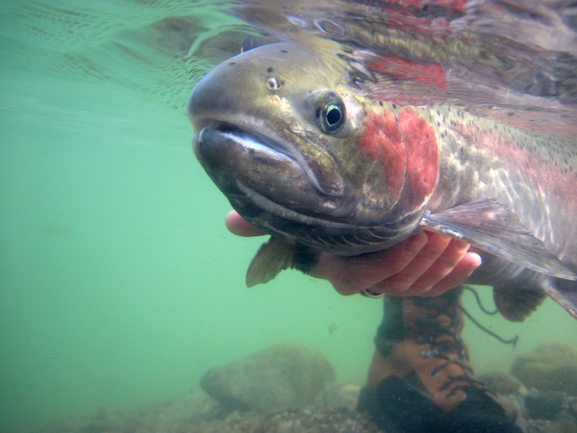 Photo by Ron Roberts
A new study by the University of Idaho will follow tagged steelhead from Lower Granite Dam to their tributaries of the Clearwater, Salmon and Steelhead rivers to measure survival.