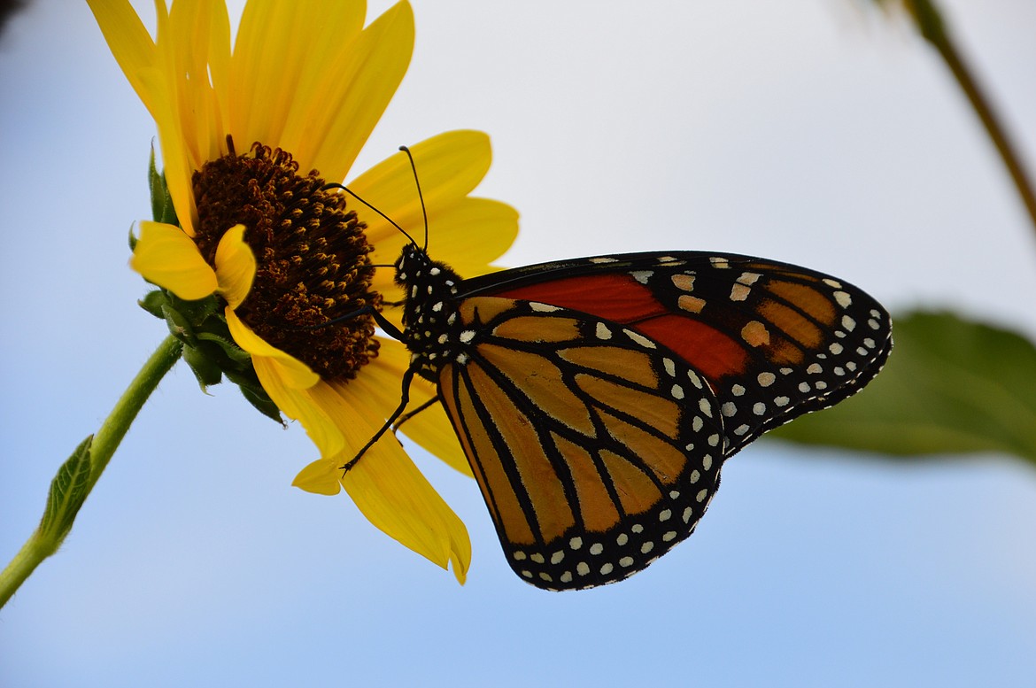 Photo by Jena Donnell 
Western fish and game agencies, including Idaho Fish and Game, joined a plan this year to find solutions to bolster Monarch butterfly populations west of the Rockies.