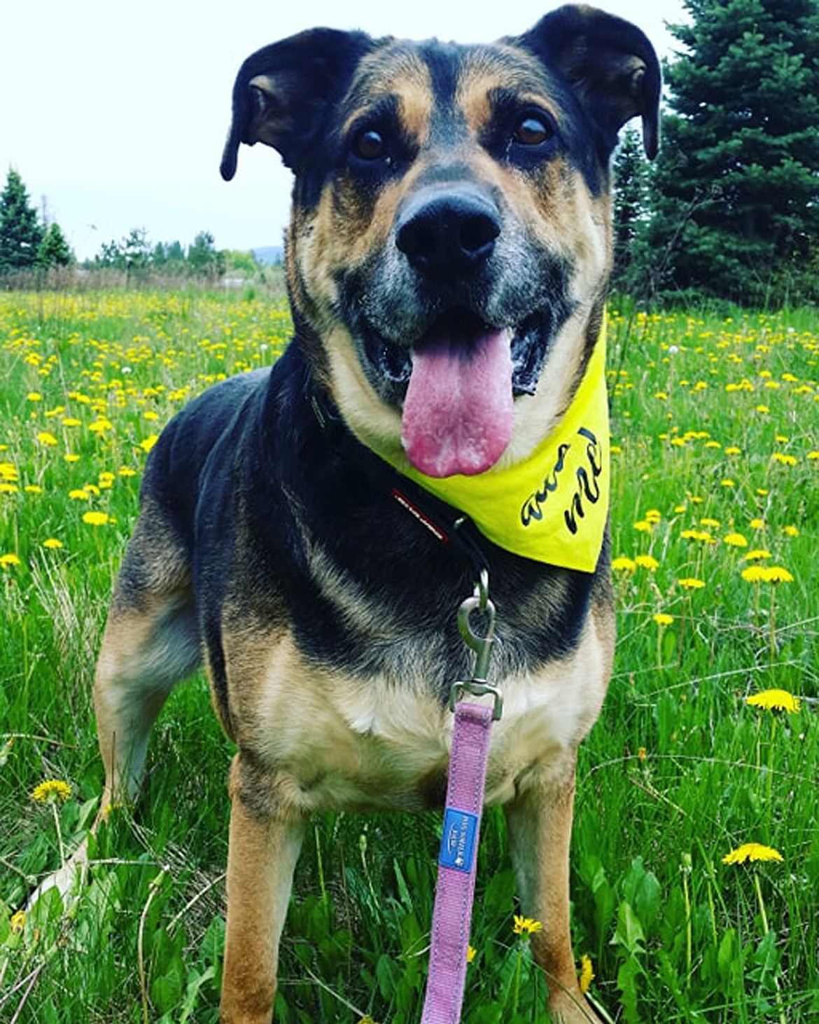 (Photo courtesy PANHANDLE ANIMAL SHELTER)The Panhandle Animal Shelter is asking area residents to take shelter dogs, such as Chonk pictured above, out for the day (or just a few hours). As part of the Hound on the Town program, area residents will get to spend some quality time with an amazing dog and the dog get to spend some time out of the shelter, thus helping reduce their stress level.