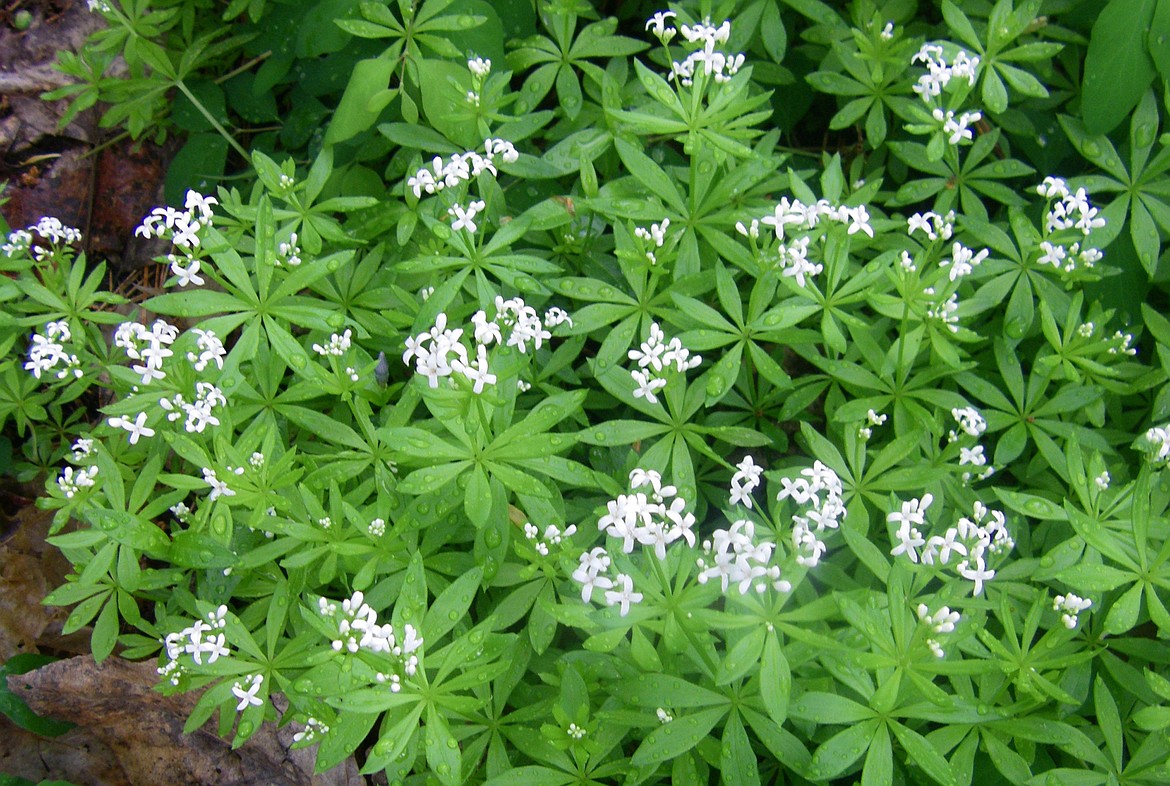 Sweet Woodruff makes a beautiful, lacy groundcover on its own or as enhancement to ornamental shrubbery.