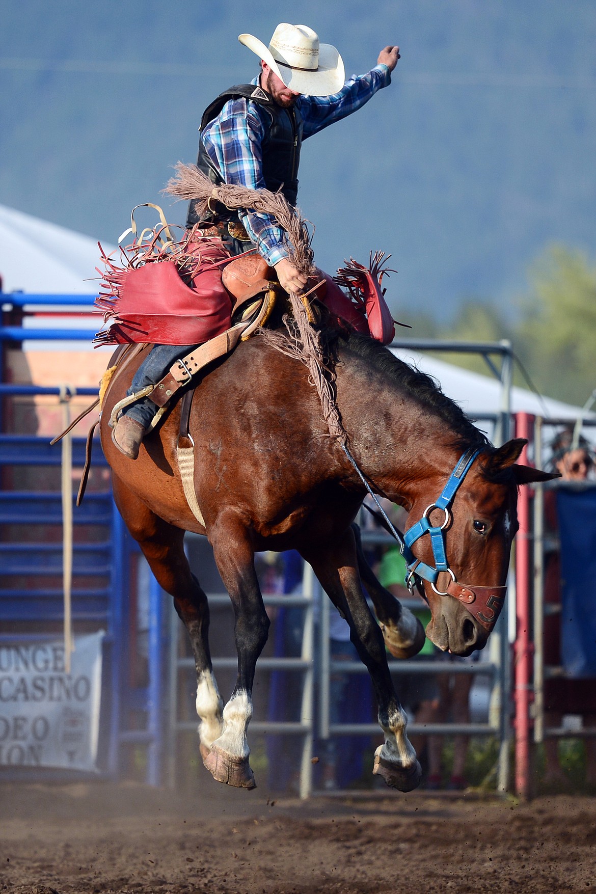 Cody Ray Miller, of Dillon, competes in the Saddle Bronc Riding event at the Bigfork Rodeo on Friday. (Casey Kreider/Daily Inter Lake)