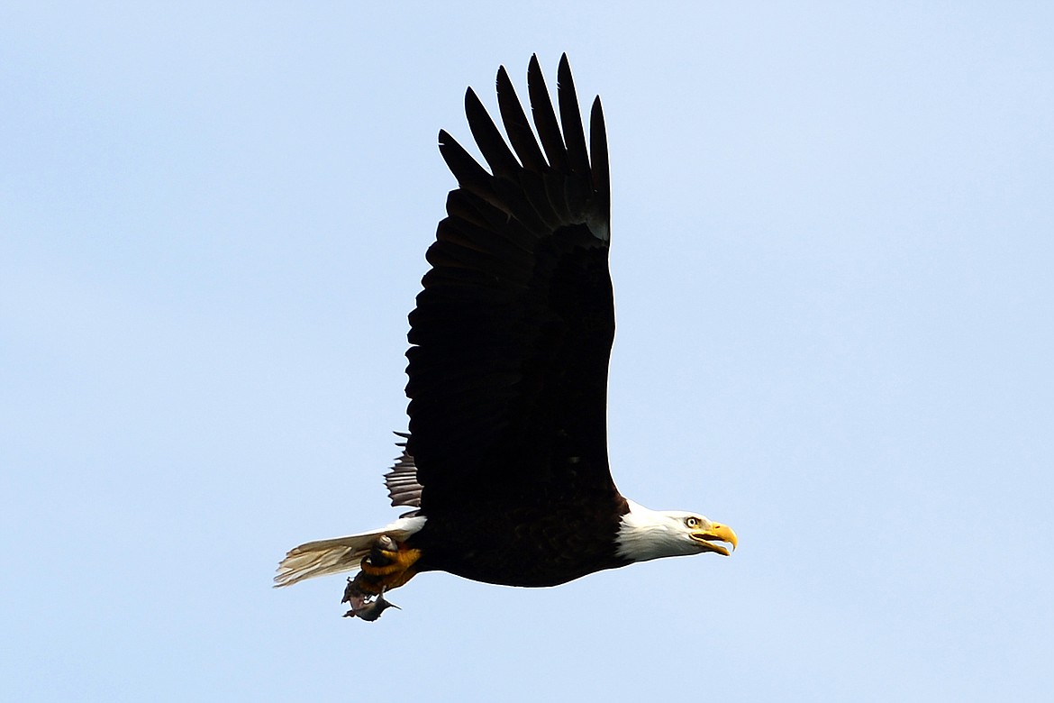 A bald eagle carries a freshly-caught fish over Flathead Lake near Big Arm on Tuesday, June 25. (Casey Kreider/Daily Inter Lake)