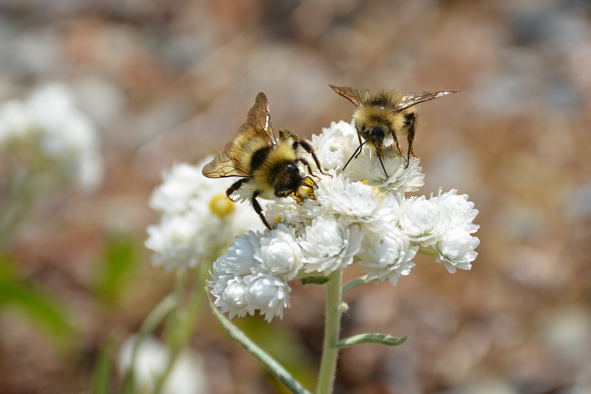 Bees are generally easy to spot because of their golden coloring and the tiny hairs all over their bodies which make them appear &#147;fuzzy.&#148;