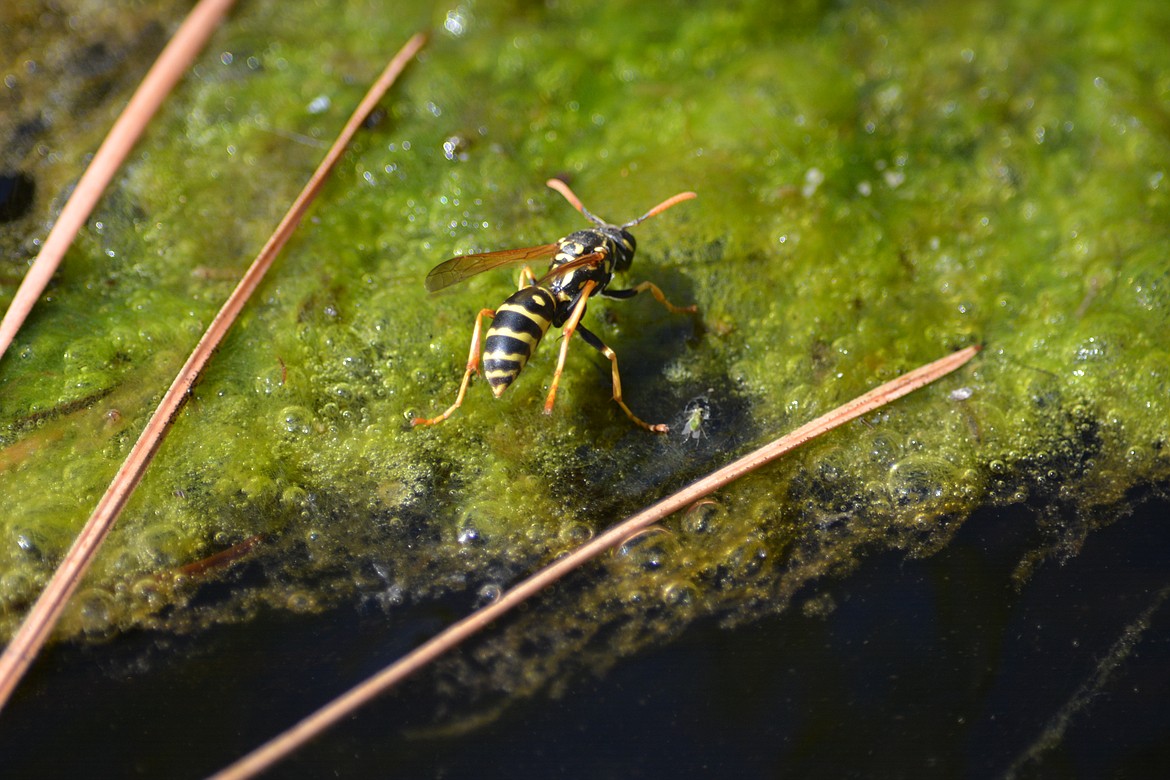 Yellow Jacket wasps. You can spot a wasp by its bright yellow and black rings, defined waist and tapered abdomen.