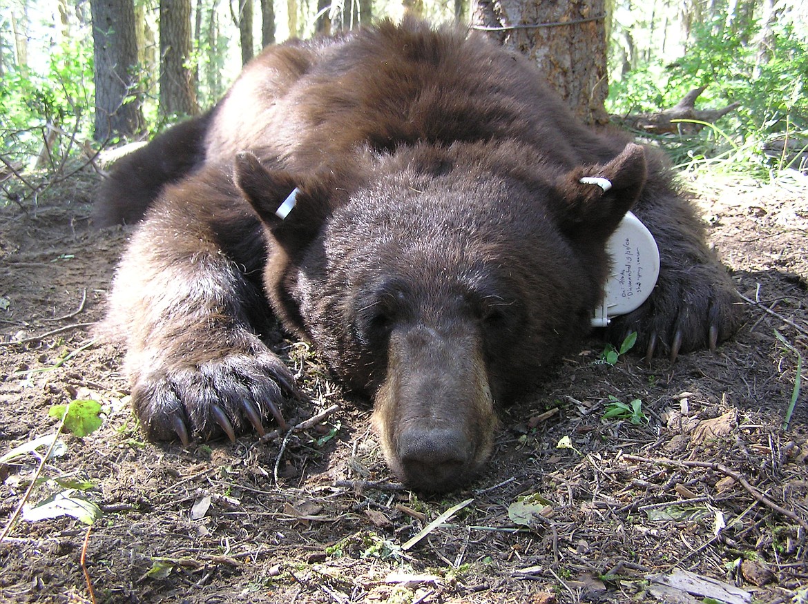 (Photo courtesy IDFG)
University of Idaho and IDFG biologists are working on a study to determine how best to pinpoint bear density in parts of Idaho including the Panhandle. The study will use collars and trail cameras, and also seeks to learn how berry crops effect bear reproduction.