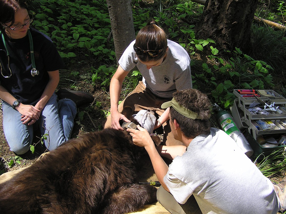 (Photo courtesy IDFG)
Biologists collar a black bear during an earlier black bear study in the Panhandle that used hair samples to help monitor bears in parts of North Idaho.