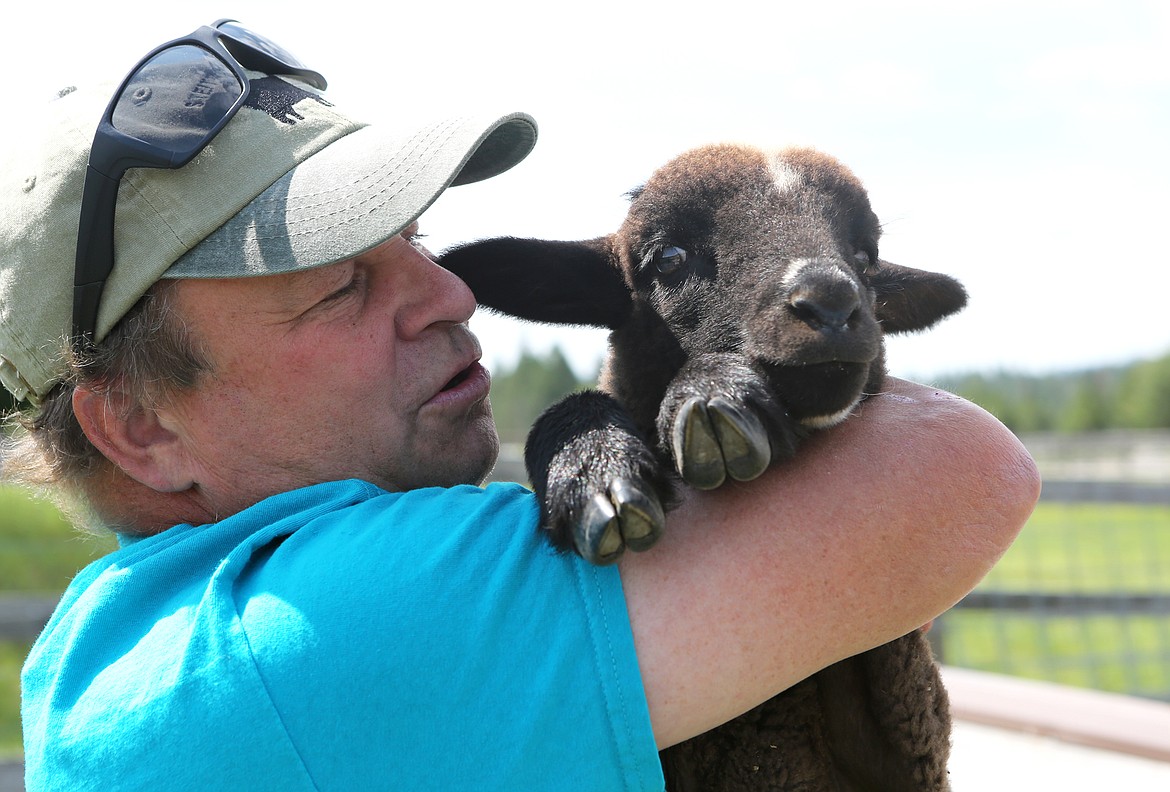 John Steitz cuddles a lamb on Monday morning at his Whitefish home. (Mackenzie Reiss/Daily Inter Lake)