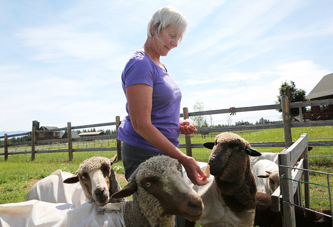 Carol Steitz feeds graham crackers to a few Merino sheep at her Whitefish home on Monday. (Mackenzie Reiss/Daily Inter Lake)