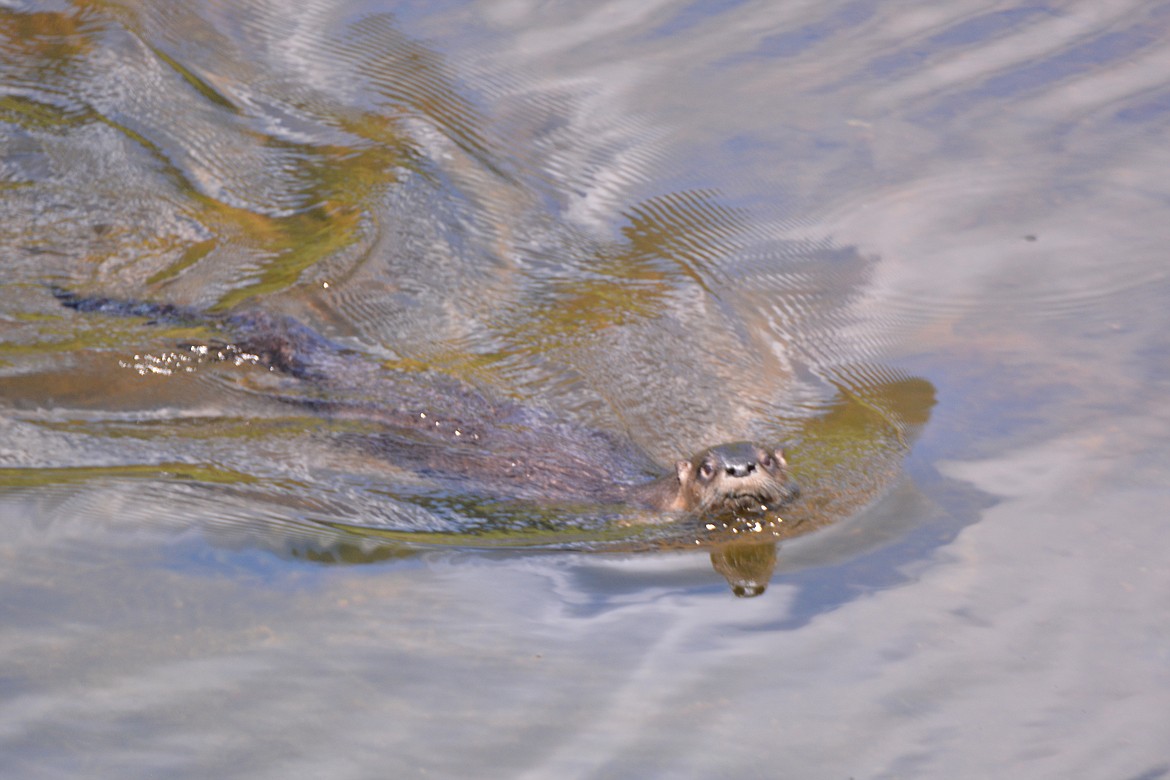 Photo by DON BARTLING
The river otters are members of the weasel family. They have short legs, webbed feet for faster swimming, and a long, narrow body and flattened head for streamlined movement in the water.