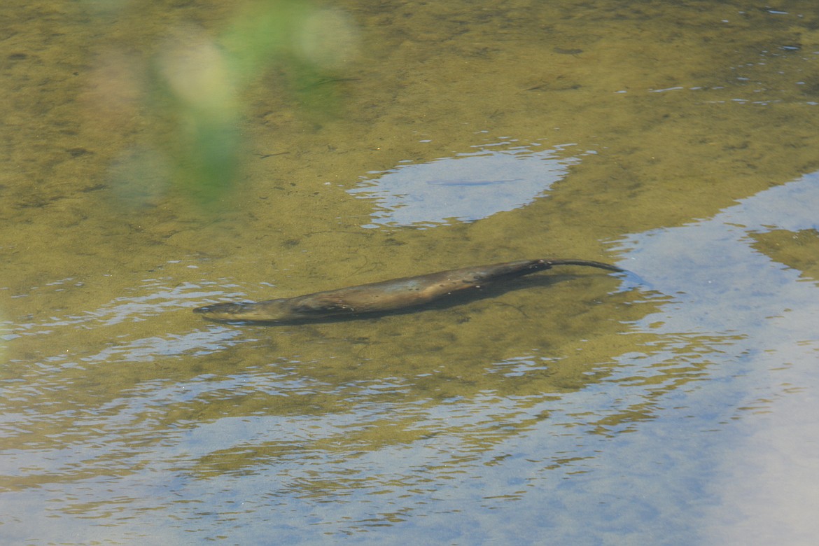 Photo by DON BARTLING
A long, strong tail helps propel the otter through water. They can stay underwater for eight minutes.