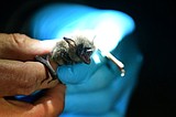 Glacier Park’s annual bat field trip is coming up next week