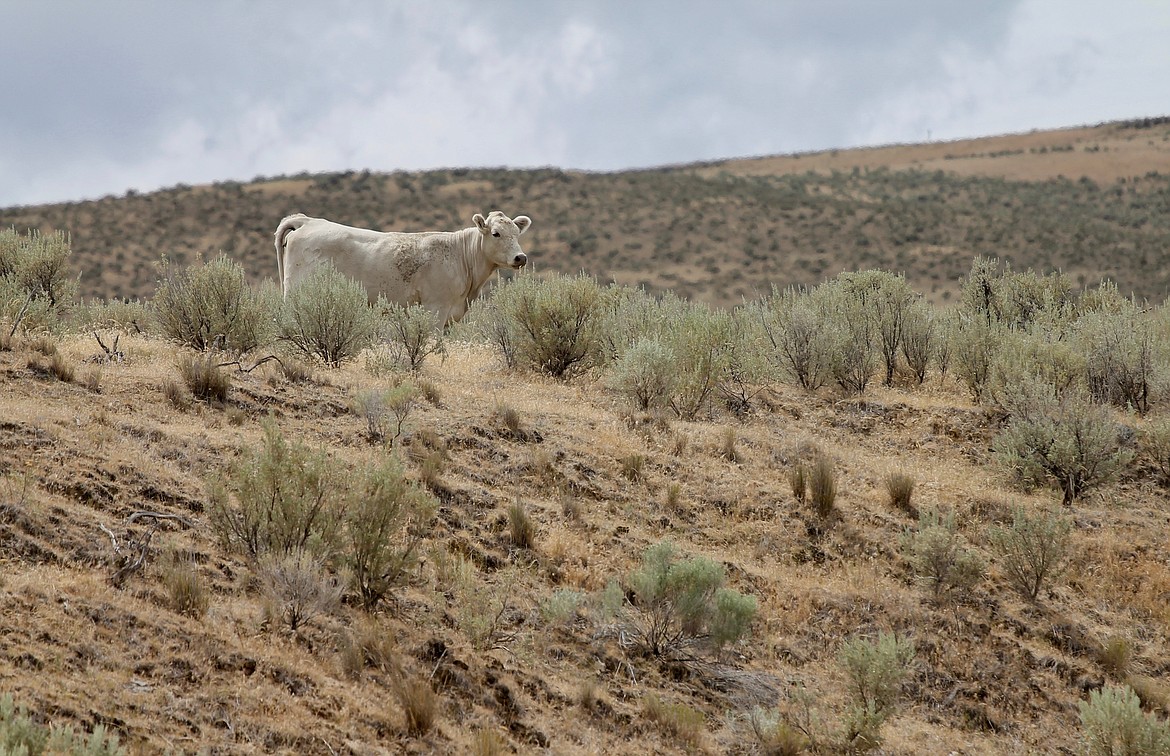 Casey McCarthy/Columbia Basin Herald 
A lone cow looks out across the landscape surrounding the Beezley Hills.