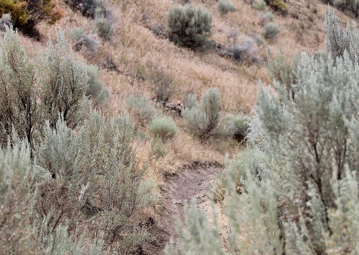 Casey McCarthy/Columbia Basin Herald Trails inside Beezley Hills Preserve vary in difficult and elevation change, and abound with wildflowers during Spring.