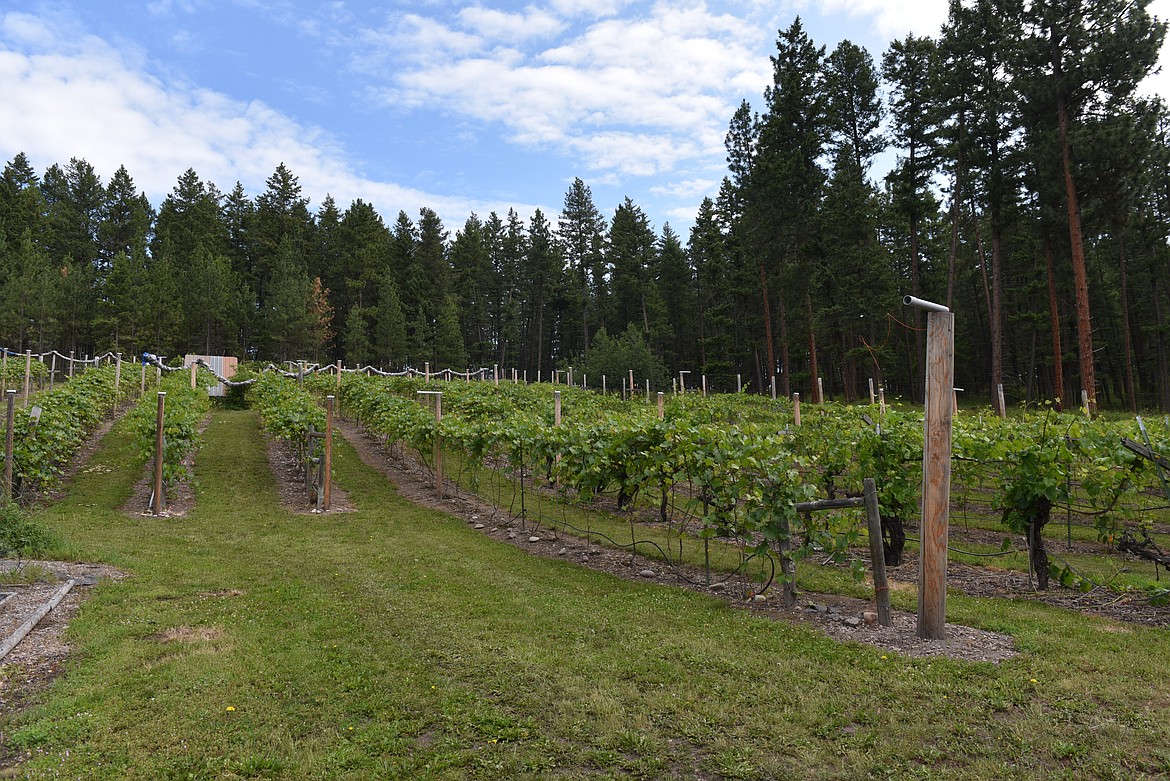 A FINLEY Point vineyard, started by Dudley and Anne Page in 1985 and now tended by Larry Robertson, has helped develop Montana&#146;s premiere cold-hardy grapes. (Photo by Carolyn Hidy/Lake County Leader)