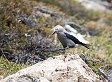 Glacier hosting alpine bird count