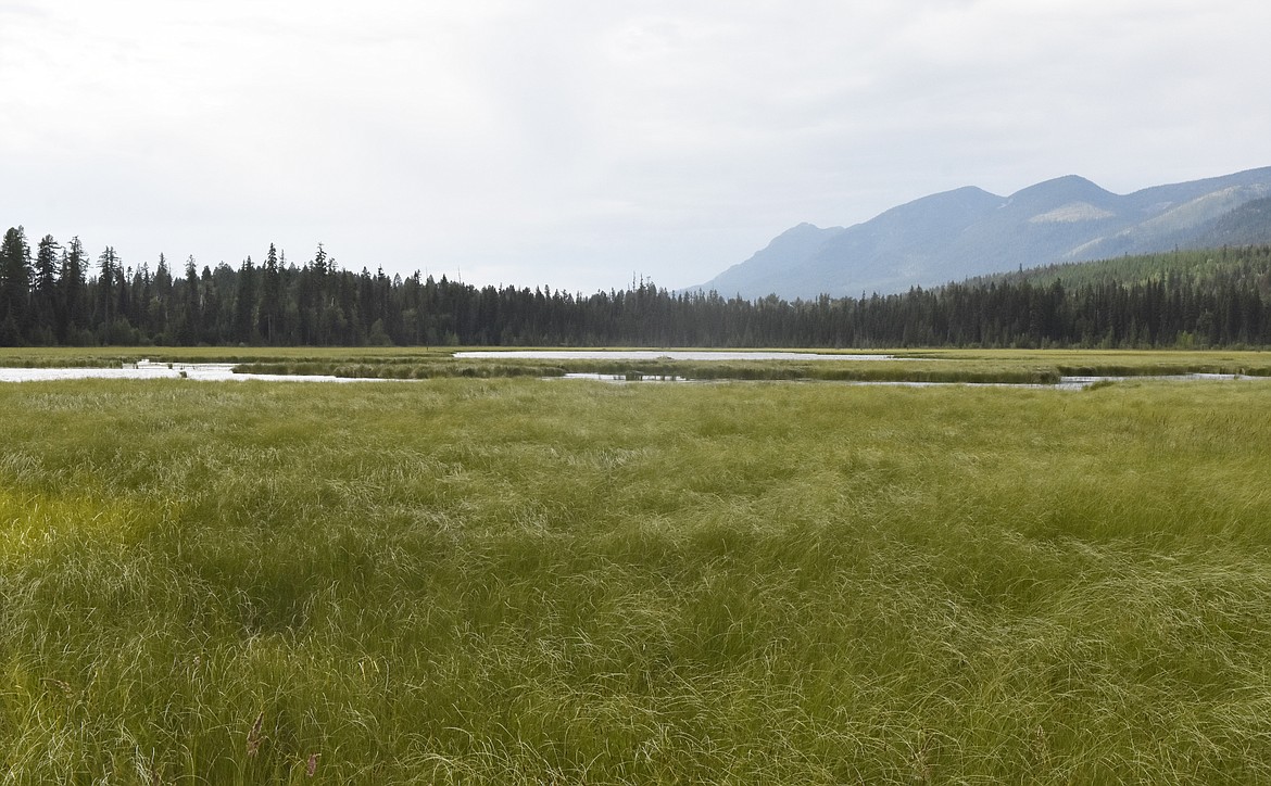 The Stillwater Forest Conservation Easement, previously known as the Whitefish Lake Watershed Project, returned roughly 13,400 acres of forestland to state control.  The conservation easement was completed in October 2018 adding the acreage to the Stillwater State Forest.  (Heidi Desch/Whitefish Pilot)