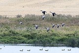 New waterfowl regs see changes