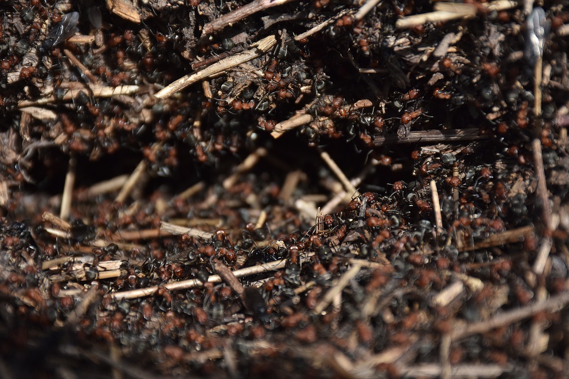 This swarming ant hill looked like the whole surface was moving. Colonies consist of up to 40,000 individuals with each colony started by a single fertile queen.