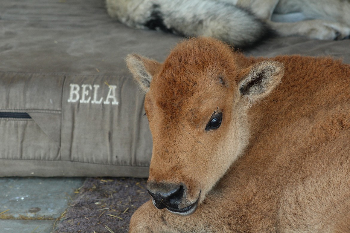 BABY BISON Greta lays next to her bedmat at the Bela Animal Rescue Center in VIctor, Montana. (John Dowd/Clark Fork Valley Press)