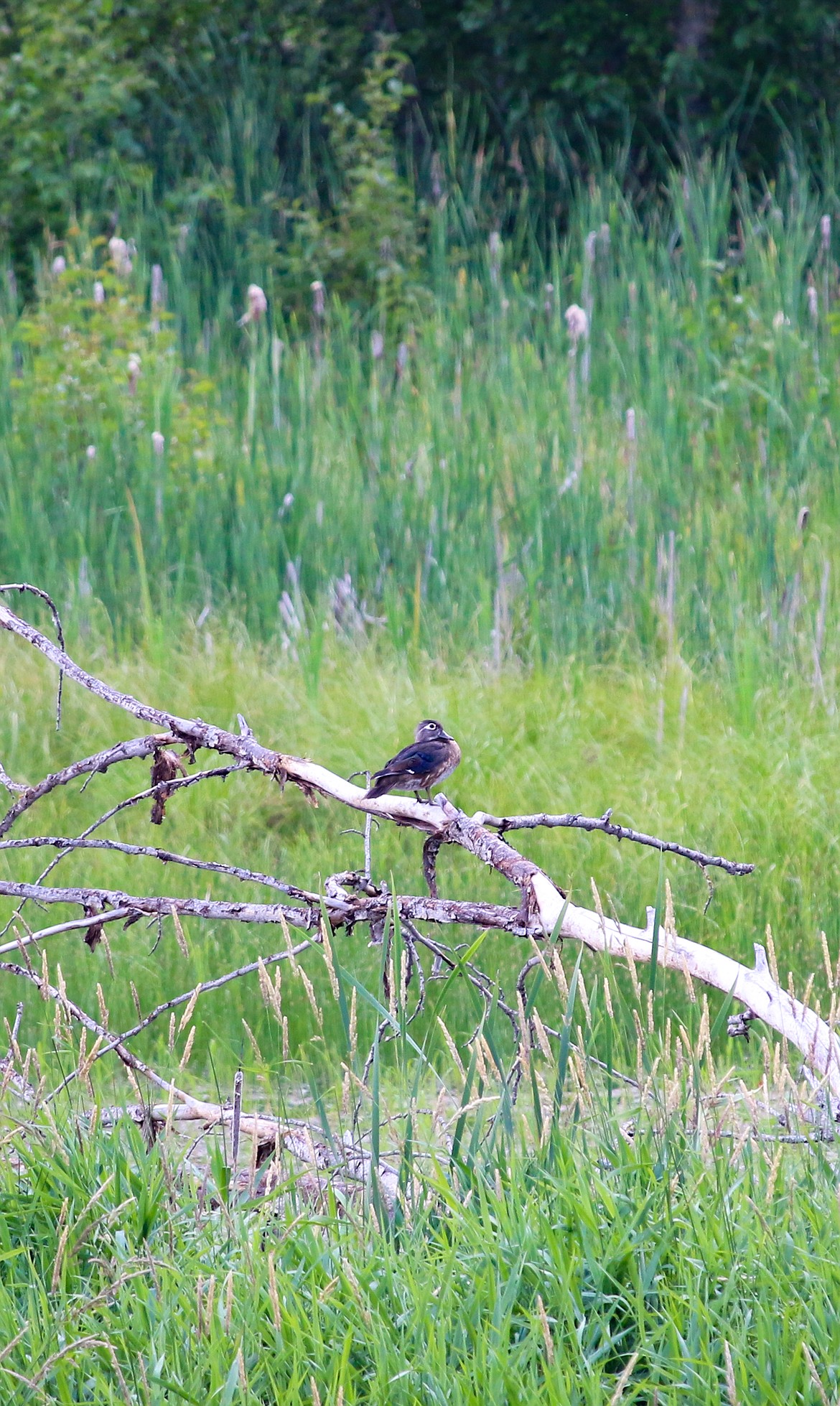 Photo by MANDI BATEMAN
Many types of waterfowl utilize the wetlands in the Kootenai National Wildlife Refuge.