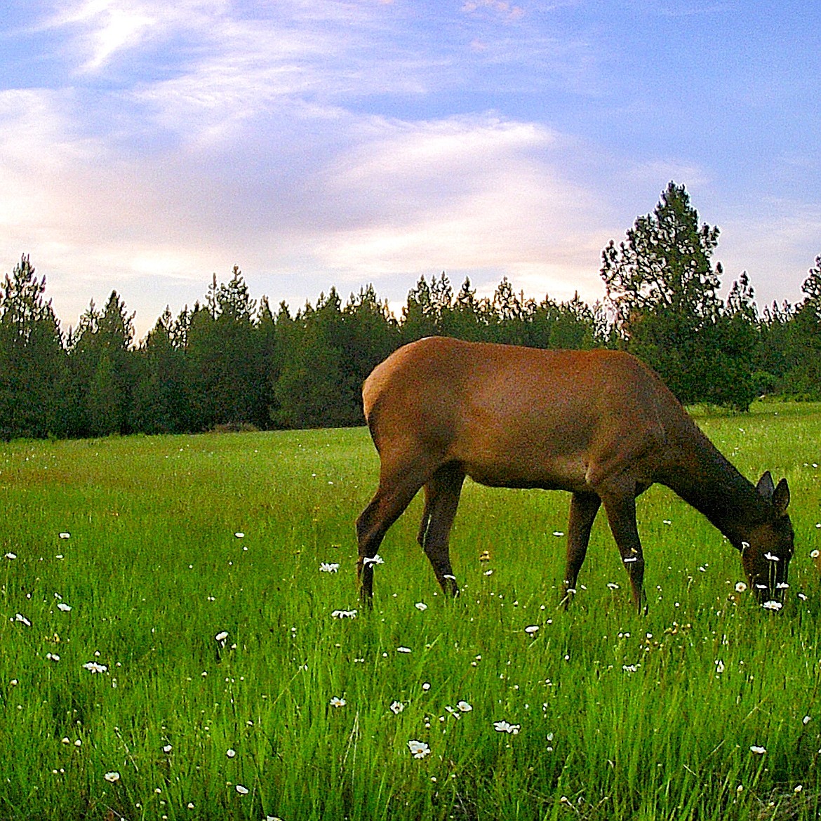 Courtesy photo
Former Hawaii resident Clint Schroeder is enjoying his new neighbors in Hayden. Schroeder, publisher of The Press, got an update on his four-legged friends when he checked his game cams Saturday night.