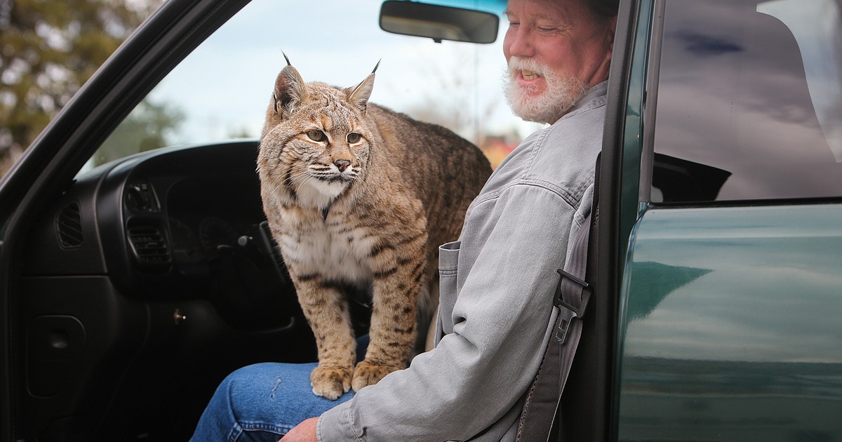 Local man forms extraordinary bond with pet bobcat | Daily Inter Lake