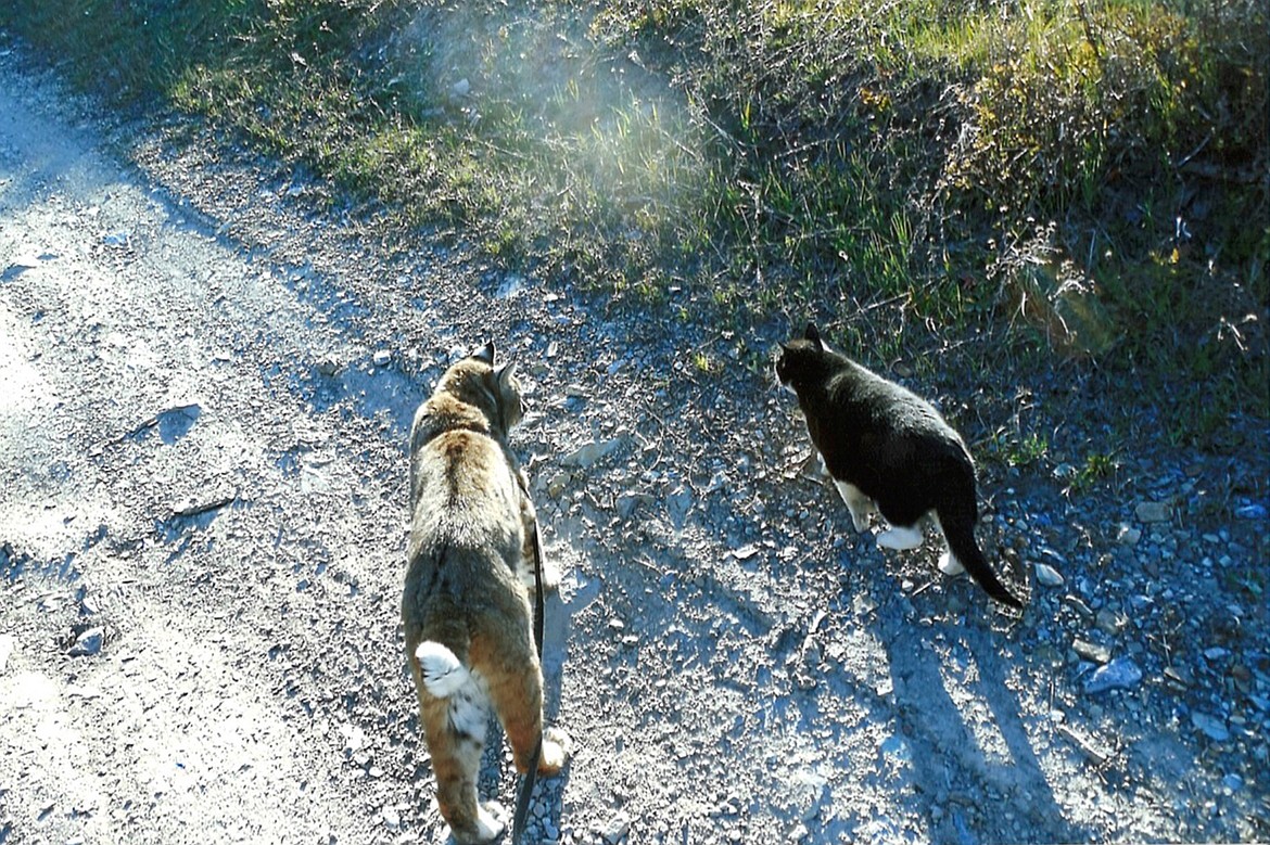 Cougar plays with his domesticated companion at Mike Kiel&#146;s home west of Kalispell. Kiel purchased both felines at the same time and they have remained close for the past 17 years. (Mackenzie Reiss/Daily Inter Lake)