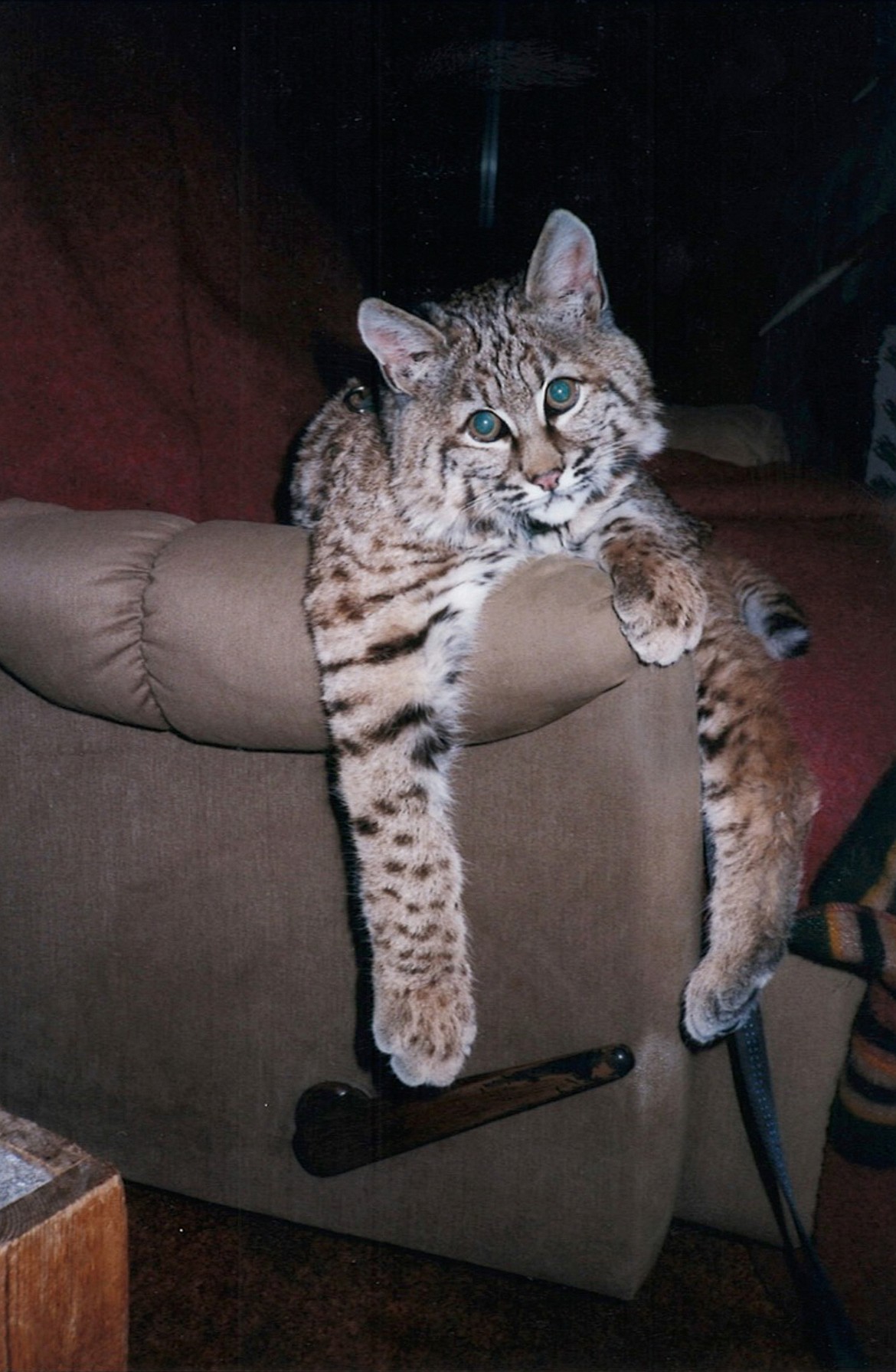 Couger lounges in his recliner at home with Mike Kiel. (Mackenzie Reiss/Daily Inter Lake)