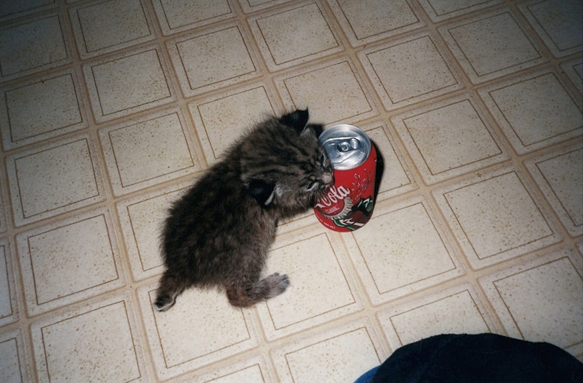 Couger is pictured as a very young kitten, roughly the size of a soda can. (Mackenzie Reiss/Daily Inter Lake)