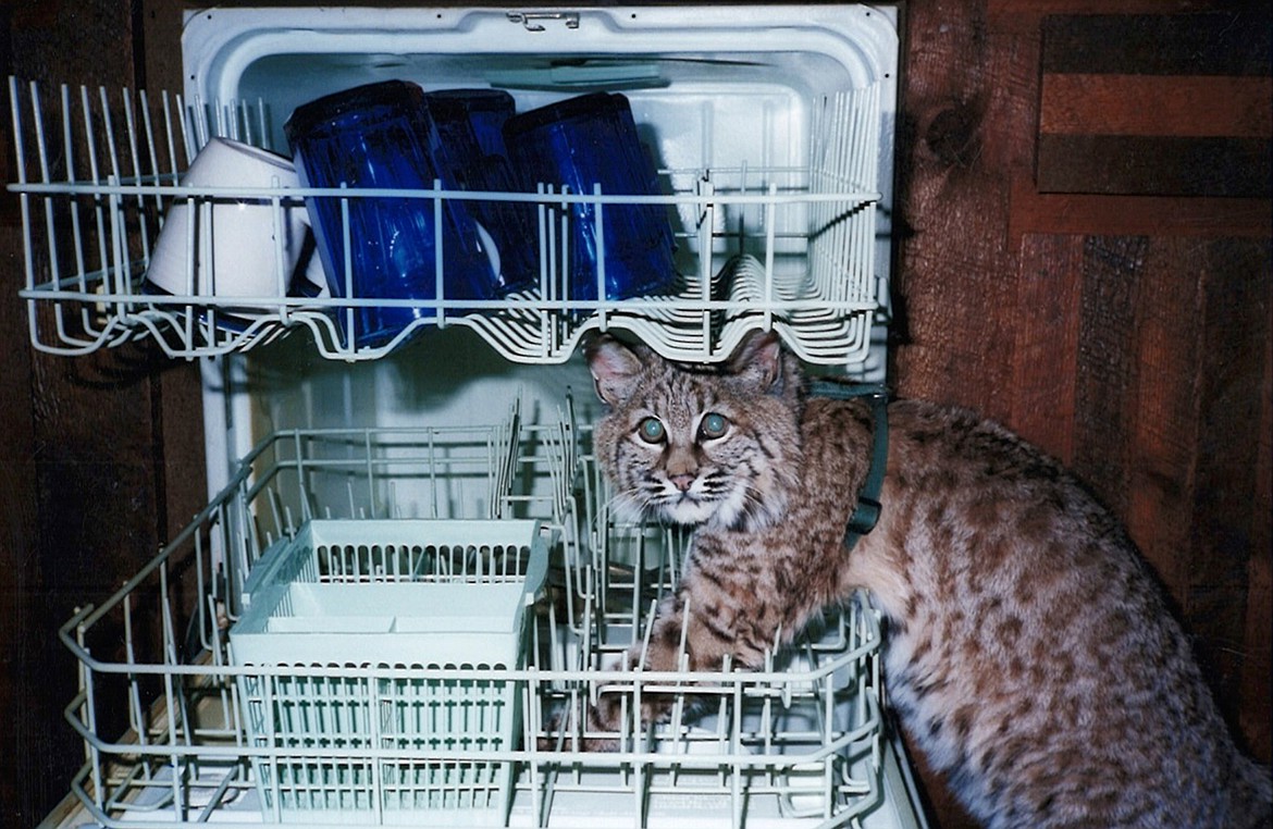 Couger explores Mike Kiel&#146;s dishwasher as a young bobcat. Couger, now 17, still enjoys the run of the house when he isn&#146;t leashed outside. (Mackenzie Reiss/Daily Inter Lake)