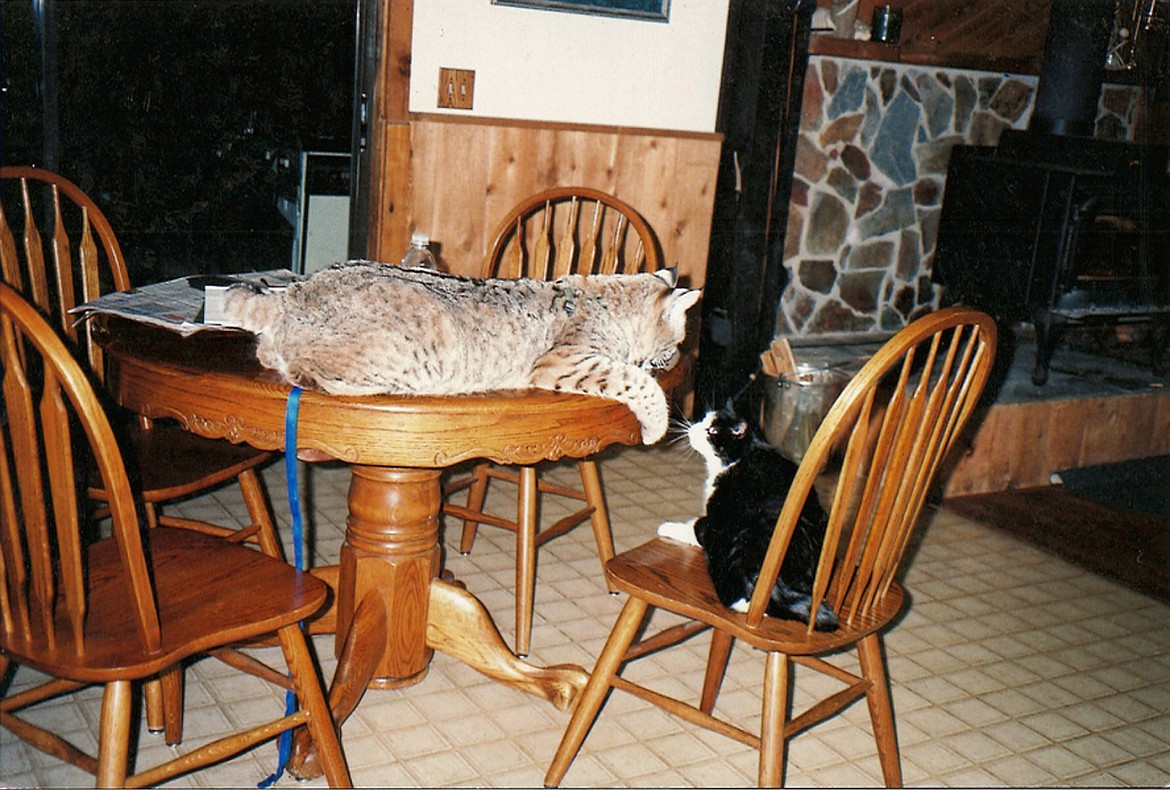 CougEr plays with his domesticated companion at Mike Kiel&#146;s home west of Kalispell.