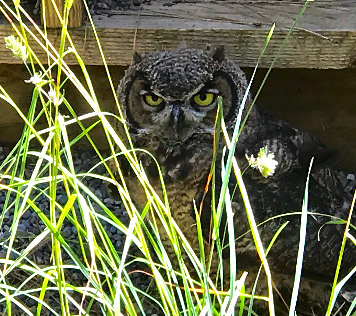 (Photo courtesy ANDREW DAY)
A great horned owl at Birds of Prey Northwest.