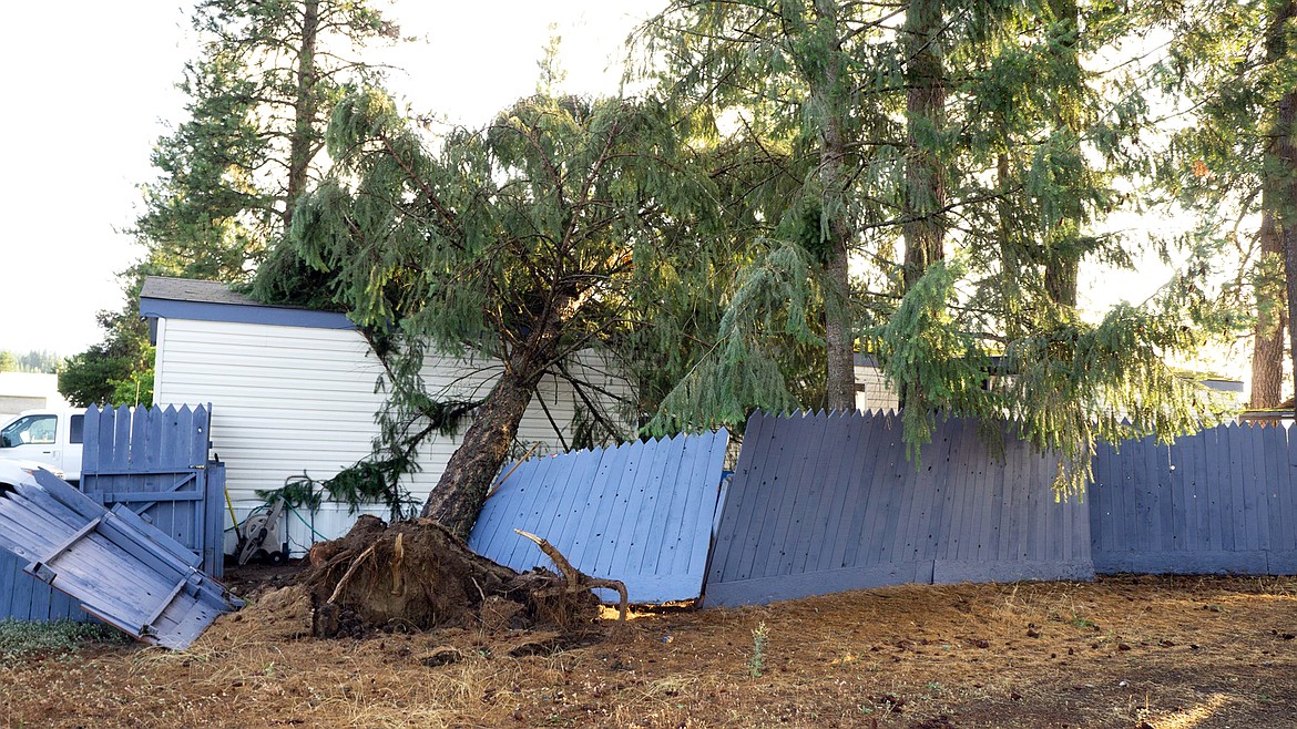 (Photo courtesy CITY OF PRIEST RIVER VIA FACEBOOK)An uprooted tree heavily damaged a fence after a windstorm rocked the area Tuesday night with winds reaching more than 60 mph.