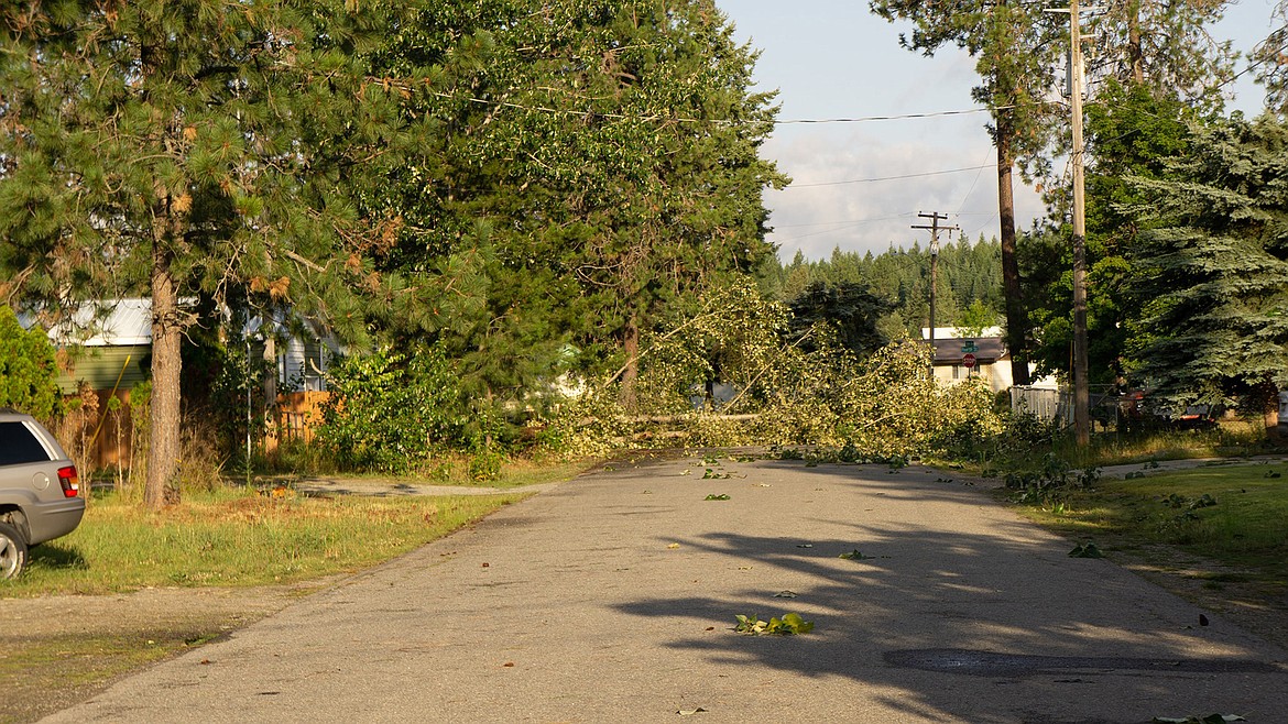 (Photo courtesy CITY OF PRIEST RIVER VIA FACEBOOK)A tree blocks a roadway in Priest River after a windstorm rocked the area Tuesday night with winds reaching more than 60 mph.