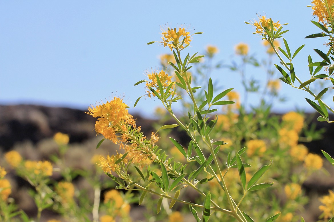 Casey McCarthy/ Columbia Basin Herald The trails at Ancient Lakes offer views of a wide variety of widlflowers that fill the area.