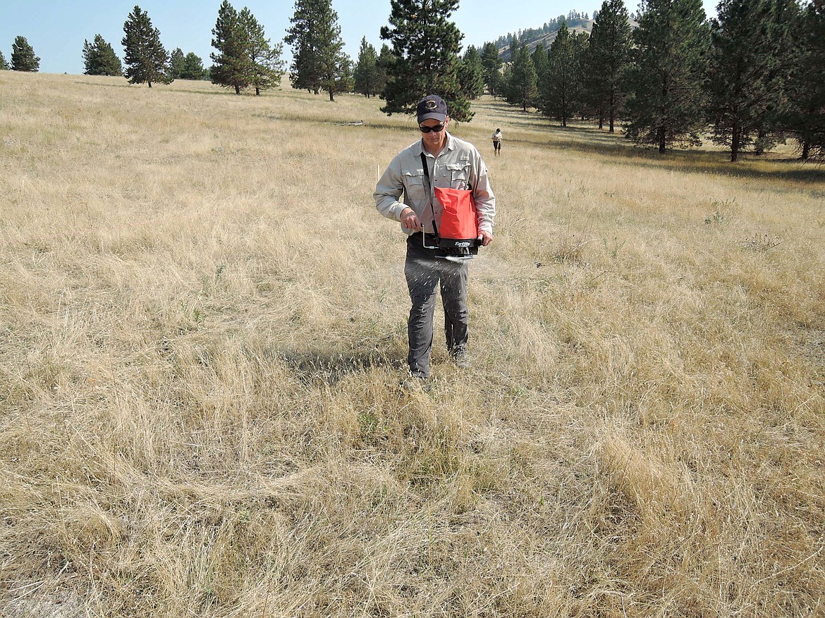 FWP Wildlife Program Manager
Neil Anderson applyies fertilizer in September 2018 in heavily infested cheatgrass area on Wild Horse Island. (Courtesy of Stuart Jennings)