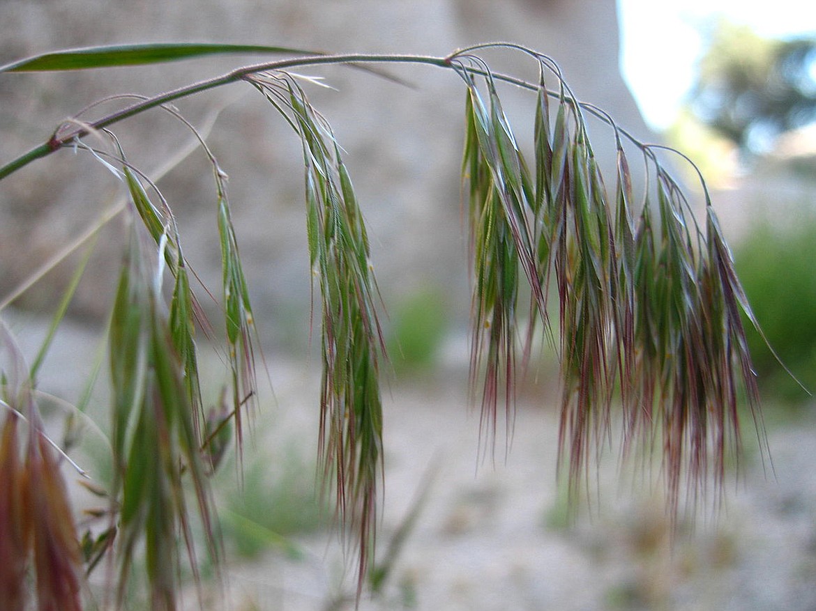 A cheatgrass plant is pictured. (WikiCommons)